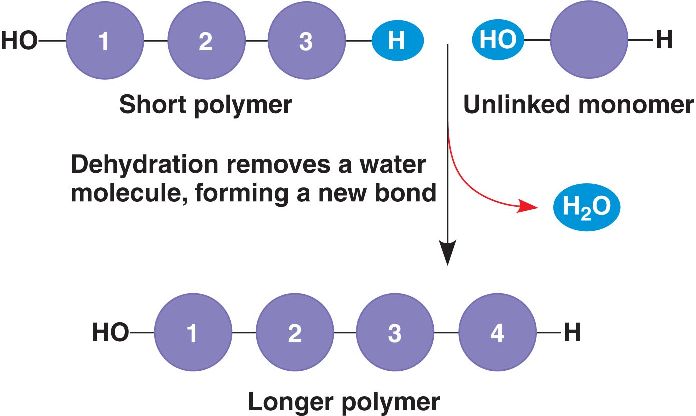 Dehydration synthesis biology