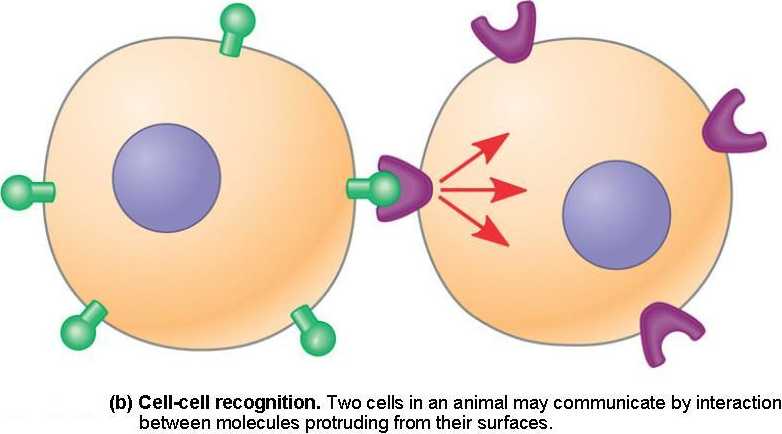 chapter-11-cell-communication