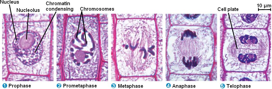 prophase metaphase anaphase telophase