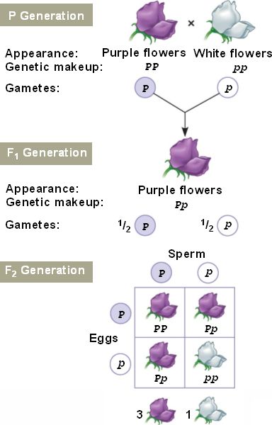 Chapter 14 Mendel And The Gene Idea