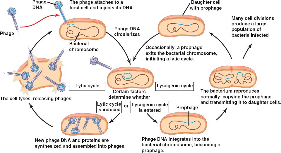 Viral Reproduction Worksheet