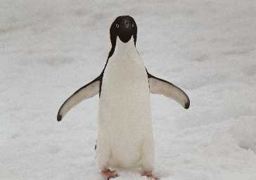 Adele Penguin