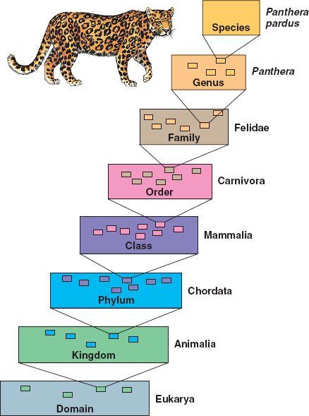 what are the 7 hierarchical categories of classification