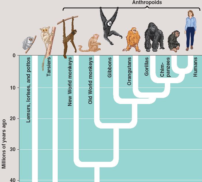 Se viemos dos macacos, por que ainda há macacos?