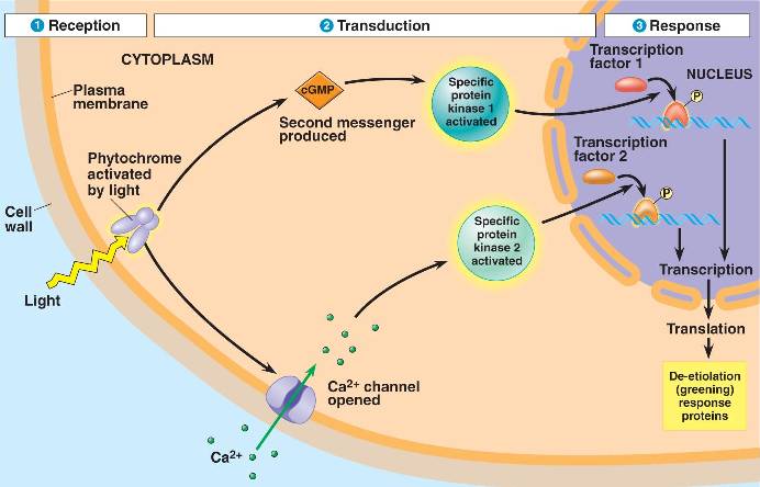 phytochrome_transduction.html 39_04PlantSigTransduct.jpg