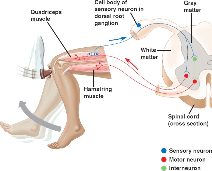 knee-jerk-meddic