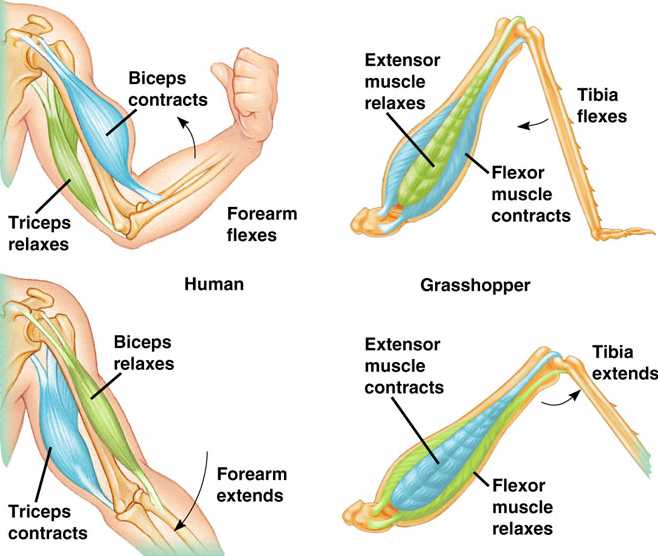 Movement Html Musclebonemovement