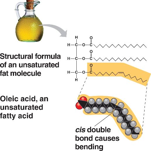 higher-consumption-of-unsaturated-fats-linked-to-better-health