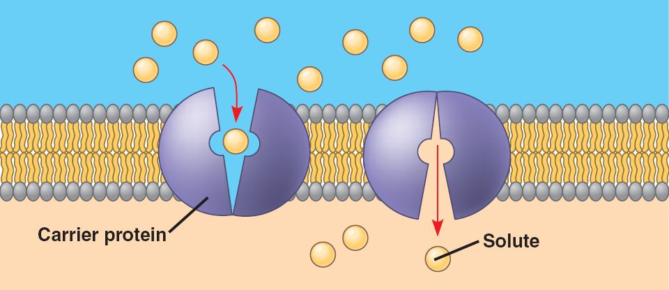 2-examples-of-facilitated-diffusion