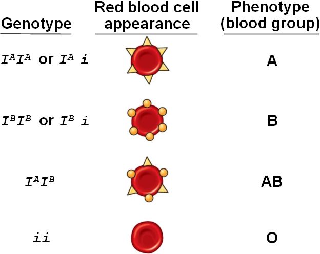 BloodABO html 14 02ABObloodGroup T jpg