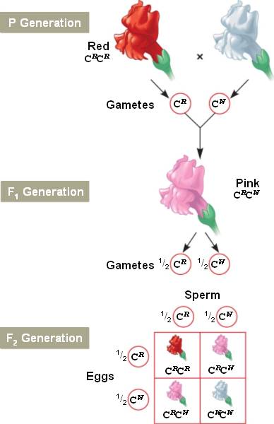 incomplete-dominance-html-14-10-incompletedominan-3-l-jpg