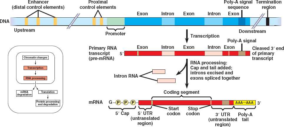 Control elements. Transcription. Энхансер это биохимия. Сигналы терминации. RNA polymerase супервитки ДНК.