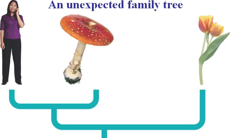 Humans are related to fungi | The Fact Base