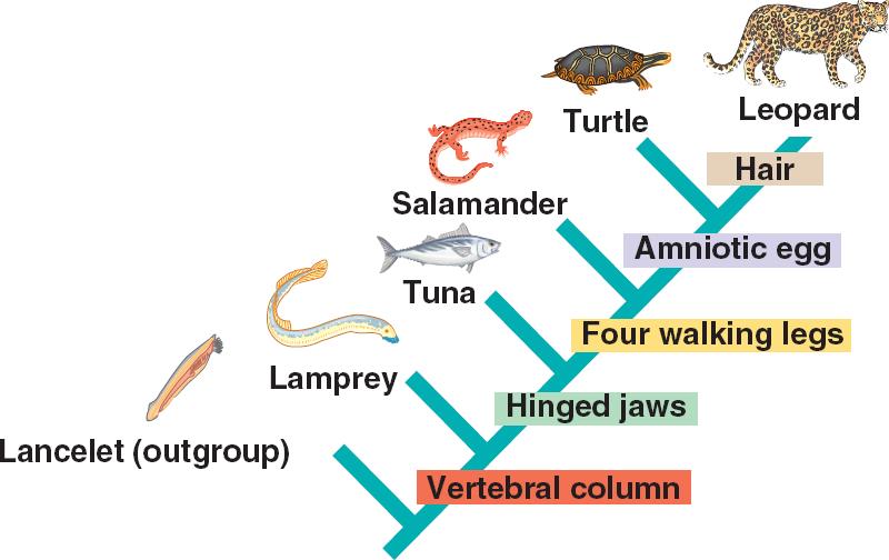 Clade html 25 11Cladogram jpg