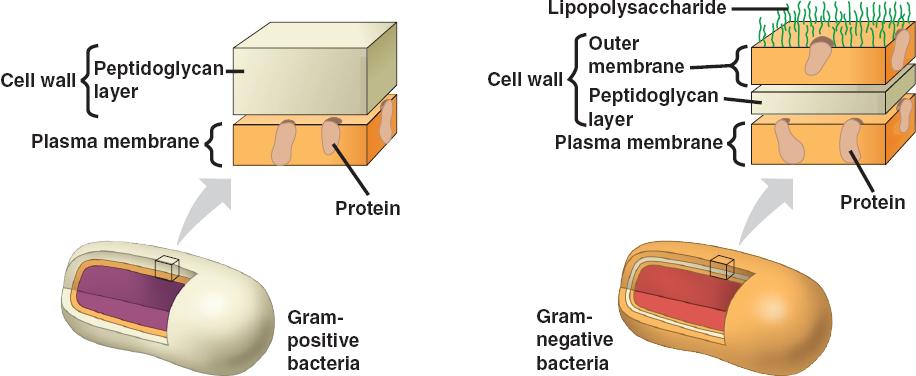 What Is The Major Cell Wall Component Of Domain Archaea