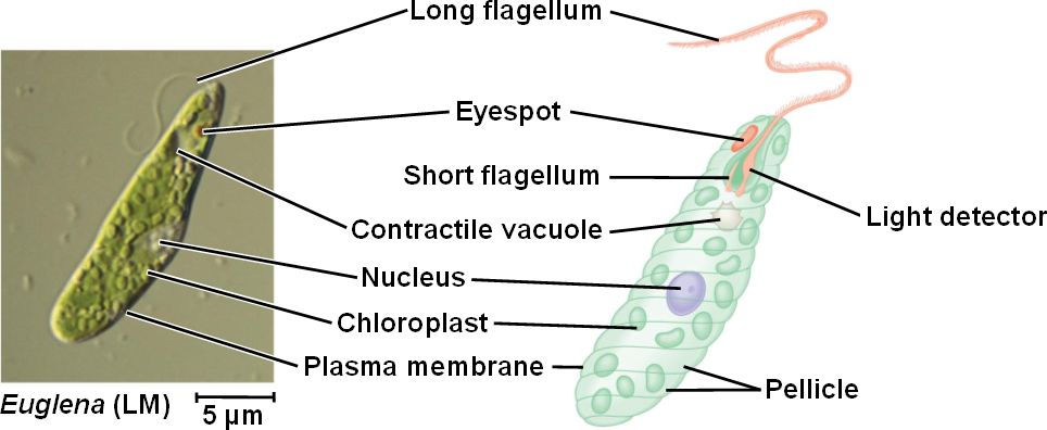 What Is The Function Of The Stigma Or Eyespot In Euglena