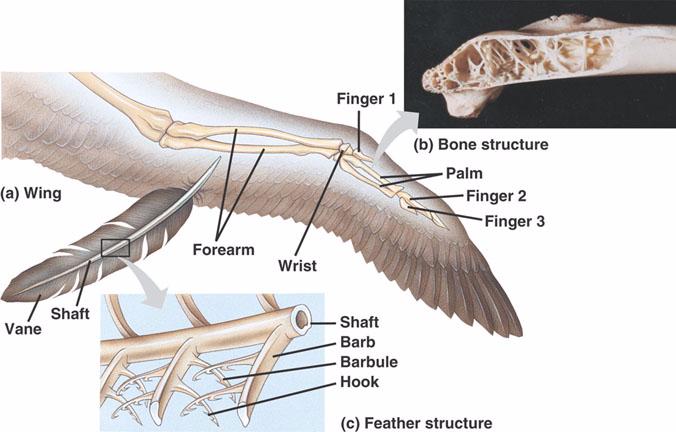 Кости пальцы птицы. Кости крыла птицы. Анатомия крыла птицы. Крыло птицы анатомия. Анатомия крыла птицы кости.