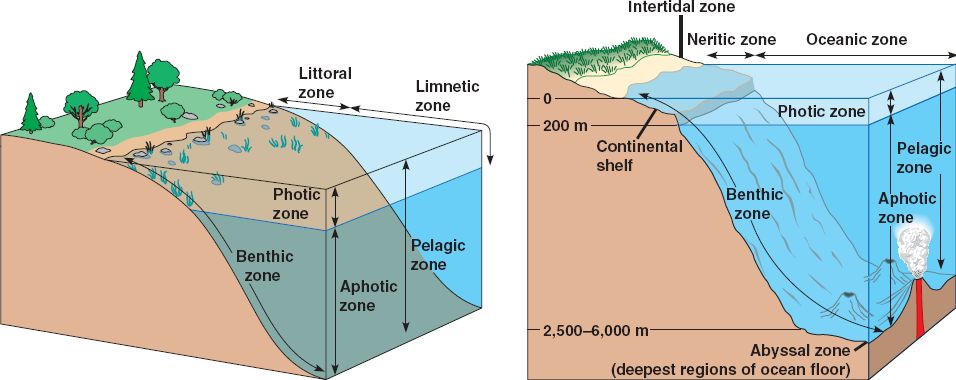 Chapter 50 pelagic zone diagram 