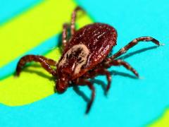 (American Dog Tick) female