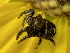 (Bold Jumping Spider) dorsal