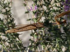 (European Mantis) ventral