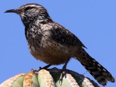 (Cactus Wren) perching