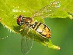 (Margined Calligrapher) female