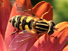 (Trivittate Marsh Fly) dorsal