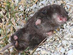 (Northern Short-tailed Shrew) ventral