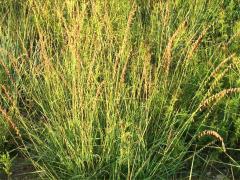 (Side-oats Grama) plant